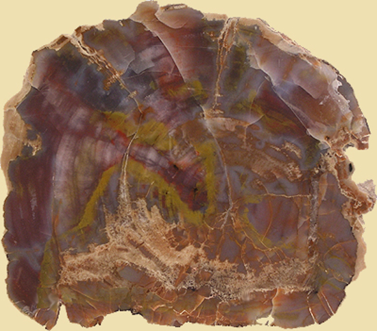 Afbeelding van Versteend hout schijf Arizona, circa 185x145mm