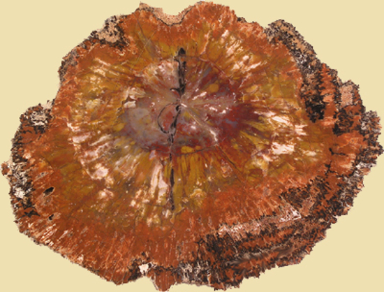 Afbeelding van Versteend hout schijf Arizona, circa 220x170x15mm