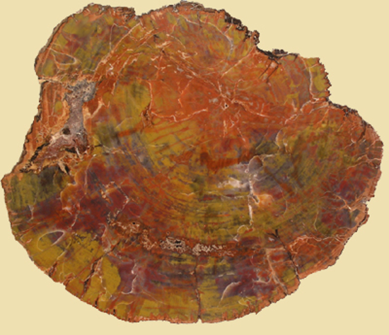 Afbeelding van Versteend hout schijf Arizona, circa  350x280x25mm