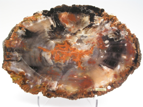 Afbeelding voor categorie Versteend Hout