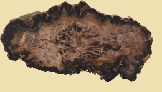 Afbeelding van Versteend hout schijf Arizona, circa 165x85mm