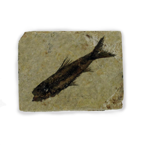 Afbeelding voor categorie Fossielen en aanverwanten